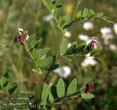 Attēlu rezultāti vaicājumam “Lathyrus niger”