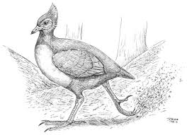 Attēlu rezultāti vaicājumam “Galliformes”