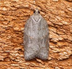 Attēlu rezultāti vaicājumam “Acleris aspersana”