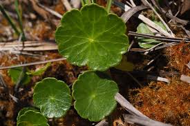 Attēlu rezultāti vaicājumam “Hydrocotyle vulgaris”