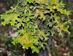 Attēlu rezultāti vaicājumam “Cetraria islandica”