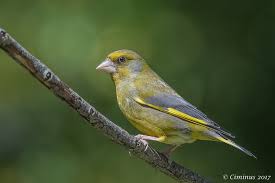 Attēlu rezultāti vaicājumam “Chloris chloris”