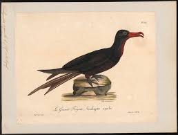 Image result for Fregata aquila