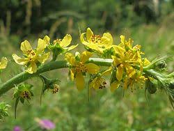 Image result for Agrimonia eupatoria