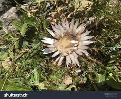 Image result for Silberdistel