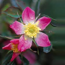 Attēlu rezultāti vaicājumam “Rosa glauca flower”