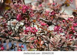 Attēlu rezultāti vaicājumam “Malus purpurea leaf”
