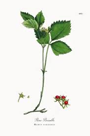 Attēlu rezultāti vaicājumam “Rubus saxatilis”