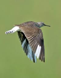 Attēlu rezultāti vaicājumam “Tringa glareola adult”