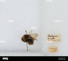 Attēlu rezultāti vaicājumam “Psithyrus sylvestris”