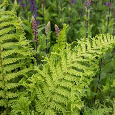 Attēlu rezultāti vaicājumam “Dryopteris cristata”