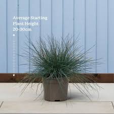 Attēlu rezultāti vaicājumam “Festuca ovina fruit”