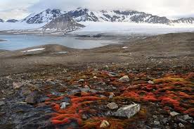 Attēlu rezultāti vaicājumam “Bryum weigelii”