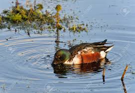 Attēlu rezultāti vaicājumam “Anas clypeata male”