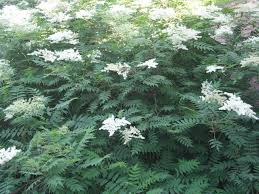 Attēlu rezultāti vaicājumam “Sorbaria sorbifolia flower”