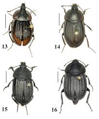 Attēlu rezultāti vaicājumam “Silpha obscura”