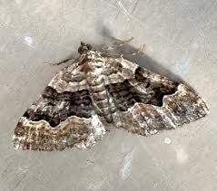 Attēlu rezultāti vaicājumam “Xanthorhoe quadrifasiata”