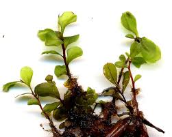 Attēlu rezultāti vaicājumam “Pseudobryum cinclidioides cells”