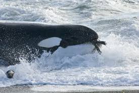 Image result for Orcinus orca