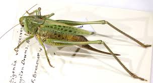 Attēlu rezultāti vaicājumam “Decticus verrucivorus”