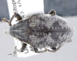 Attēlu rezultāti vaicājumam “Larinus sp.”