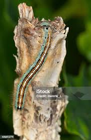 Attēlu rezultāti vaicājumam “Malacosoma neustria larva”