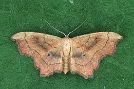 Attēlu rezultāti vaicājumam “Idaea emarginata”