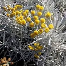 Image result for Helichrysum lindleyii