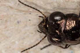 Attēlu rezultāti vaicājumam “Notiophilus palustris”