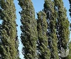 Attēlu rezultāti vaicājumam “Populus nigra Italica”