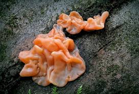 Attēlu rezultāti vaicājumam “Craterocolla cerasi”