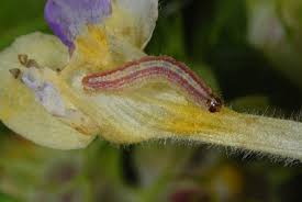 Attēlu rezultāti vaicājumam “Perizoma alchemilla”