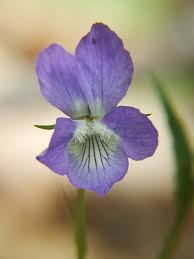 Attēlu rezultāti vaicājumam “Juglans mandshurica male flower”
