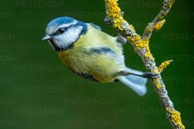 Image result for Cyanistes caeruleus
