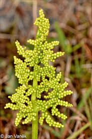 Attēlu rezultāti vaicājumam “Botrychium multifidum”