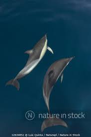 Image result for Delphinus delphis