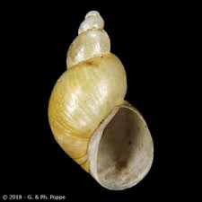 Attēlu rezultāti vaicājumam “Lymnaeidae”