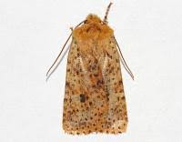 Attēlu rezultāti vaicājumam “Conistra rubiginea”