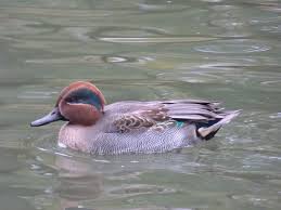 Attēlu rezultāti vaicājumam “Anas crecca male”