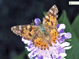 Attēlu rezultāti vaicājumam “Vanessa cardui upperside”
