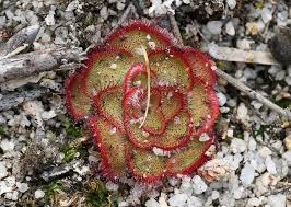 Attēlu rezultāti vaicājumam “Droseraceae”