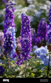 Attēlu rezultāti vaicājumam “Antirrhinum majus flower”