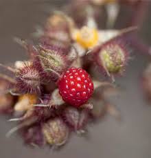 Image result for Rubus sectio