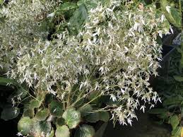 Attēlu rezultāti vaicājumam “Saxifraga granulata leaf”