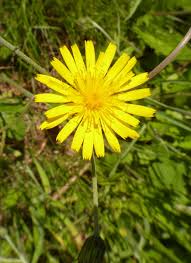 Attēlu rezultāti vaicājumam “Hieracium vulgatum”