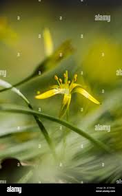 Attēlu rezultāti vaicājumam “Gagea pratensis flower”