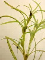 Attēlu rezultāti vaicājumam “Najas flexilis leaf”