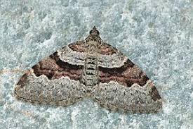 Attēlu rezultāti vaicājumam “Xanthorhoe designata”