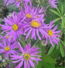 Image result for Aster amellus