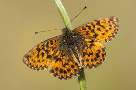 Attēlu rezultāti vaicājumam “Boloria titania”